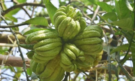 [ẢNH] Phật thủ bán cả chùm, đánh cả cây hút khách chơi Tết