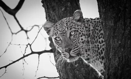 Tận thấy cuộc đấu cân não giữa sư tử và báo gấm