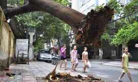 Cây phượng cổ thụ đổ sập nóc nhà sau cơn cuồng phong