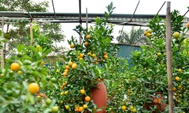 Hàng độc quất bonsai giá chục triệu cho thuê chơi Tết 