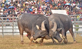 [ẢNH] Những màn chọi trâu 'nảy lửa' giữa Hà Nội