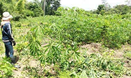 Rẫy bị voi phá.