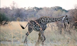 Sư tử đói truy sát dã man hươu cao cổ