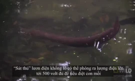 Clip lươn dài 2 mét phóng điện hạ gục con mồi