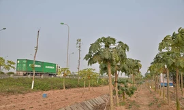 [ẢNH] Biến 'đại lộ nghìn tỷ' thành vườn trồng rau