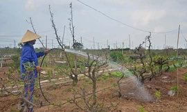 Người dân Nhật Tân lại hối hả trồng lại những gốc đào chuẩn bị cho Tết sau. Ảnh: Thanh Hà.