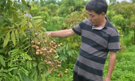 Vườn nhãn theo quy trình VietGAP sai trĩu quả