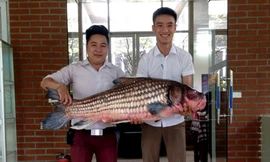 Anh Đỗ Hoàng Việt, chủ nhà hàng này cho biết, con cá Hô quý hiếm nặng khoảng 32kg được mua với giá 50 triệu đồng. 