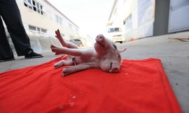 Chú heo không thể đứng vững do phần đầu quá to.