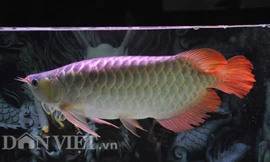 Cận cảnh cá huyết long 'khủng' giá nghìn đô của dân chơi Hà thành