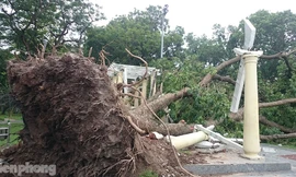 Cổ thụ trong Công viên Thống Nhất đổ la liệt sau cơn cuồng phong