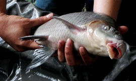 [VIDEO] Cá 'tiến Vua' bạc triệu đắt khách đại gia dịp Tết