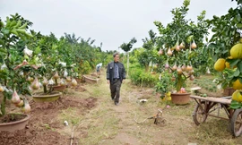 Ngắm vườn thập quả cực độc đáo của lão nông ở Thủ đô