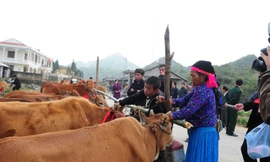 Bò giống giúp người dân xóa đói giảm nghèo.