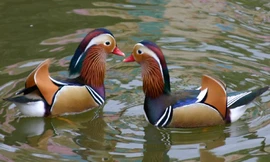 Vịt uyên ương có giá hơn 10 triệu đồng một cặp. Ảnh minh họa internet.