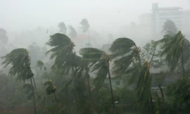 Ảnh minh họa : Wikipedia.