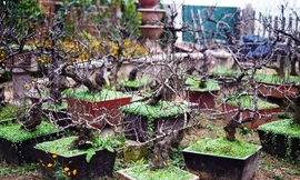  Những loại cây, quả được giới nhà giàu săn lùng chơi Tết 