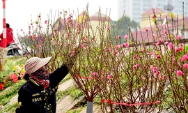 Đào Tết rậm rịch bày bán trên đường phố Hà Nội