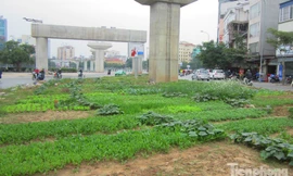 [ẢNH] Vườn rau 'tăng gia' xanh mướt dưới gầm đường sắt Cát Linh