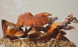  [ẢNH] Cận cảnh linh chi bonsai bạc triệu hút khách chơi Tết