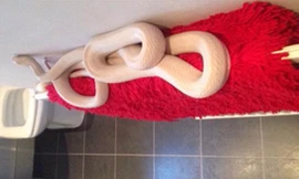 Té ngửa thấy rắn 'khủng' dài 1,8m trong phòng tắm