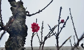 [VIDEO] Ngắm đào 'thất thốn' giá chục triệu ở Hà Nội