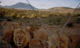 Bên trong trại nuôi sư tử phục vụ thú vui săn bắn của đại gia