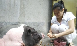 Nuôi lợn hơn 1 tạ trong nhà để làm cảnh