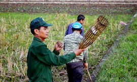 Theo những thợ săn chuột thì họ bắt chuột quanh năm, nhưng nhộn nhịp nhất là vào tháng 9 đến tháng 12 (Âm lịch). Thời điểm này, nước sông cạn nên chuột đào hang nhiều và cũng là lúc vụ mùa thu hoạch xong, chuột thường béo và ngon hơn.