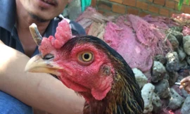 Đổ xô xem gà mái mọc sừng như… tê giác ở Khánh Hòa