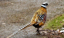 Chim trĩ hoàng đế có giá hàng chục triệu đồng một cặp. Ảnh minh họa internet.