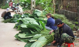[VIDEO] Làng lá dong lớn nhất Thủ đô nhộn nhịp trước Tết