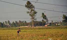 [ẢNH] Theo chân thợ săn chim ở Hà thành