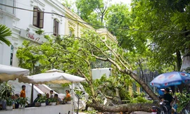 Hà Nội: Xà cừ gãy cành lớn sau mưa, đổ ập xuống nhà hàng