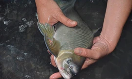 Cá Anh Vũ trên thị trường có rất nhiều loại từ các vùng khác nhau vì thế giá cả cũng chênh lệch. Trong anh là cá Anh Vũ sống được vận chuyển từ trong Tây Nguyên ra Hà Nội. Ảnh: Thanh Hà.