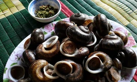 Ốc đá được người Rục chế biến rất đơn giản là đem luộc và ăn với muối ớt.