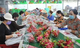 Việc doanh nghiệp Việt cần làm ngay khi Mỹ hoãn áp thuế 46%