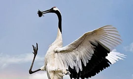 Những loài chim quý nguy cơ tuyệt chủng