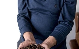 Trung Quốc: Bùng nổ nuôi gián làm thuốc