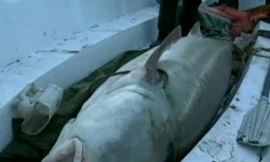 Bắt được cá tầm nặng hơn nửa tấn