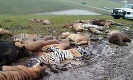 Vụ thú đi hoang ở Mỹ: Chủ trại mở chuồng rồi tự sát?