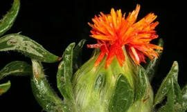 Bài thuốc trị đau bụng khi ‘đèn đỏ’