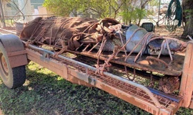 Chú cá sấu nước mặn khổng lồ vừa bị bắt tại Úc.