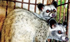 Đàn chồn ở Hà Lan dương tính với SARS-CoV-2. Ảnh minh họa.