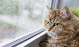 Hãy giữ mèo trong nhà nếu chủ của chúng nhiễm COVID-19.