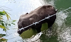 Voi mẹ đã chết trên dòng sông sau khi ăn phải quả dứa chứa chất nổ.