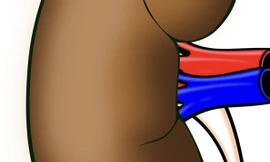 Các dấu hiệu sinh học ban đầu khi nhập viện sẽ giúp các nhà khoa học xác định được liệu đứa trẻ có bị tổn thương thận hay không