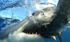 Cá mập trắng, ác mộng kinh hoàng của người đi biển ở Australia