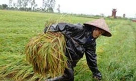 Lúa vụ ba và lũ lụt