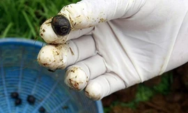 Công nghệ chế biến 'cà phê phân voi' giá nghìn USD